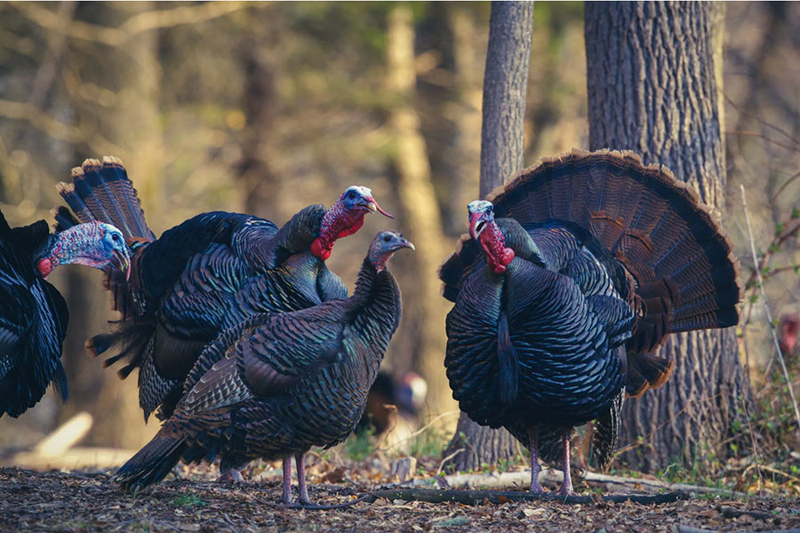 Turkey Hunting