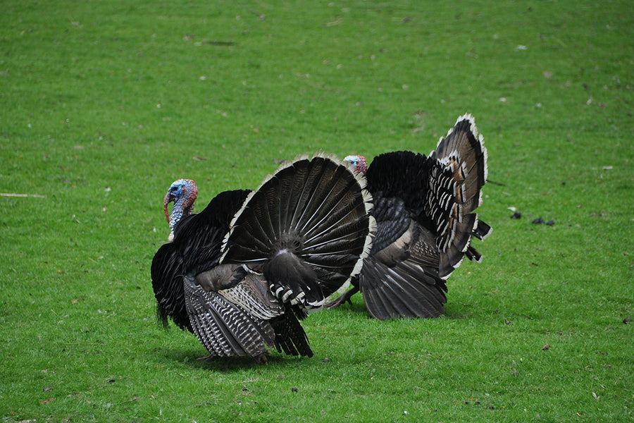 Comprehensive Turkey Hunting Guide - Master the Art of Turkey Hunting with This Ultimate Guide!